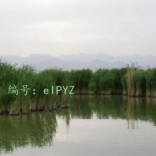 赸